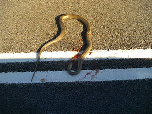 Brown Snake !!