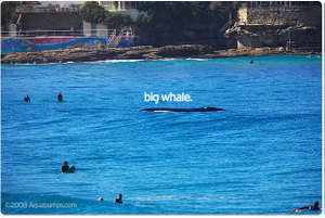 Whale at Bondi
