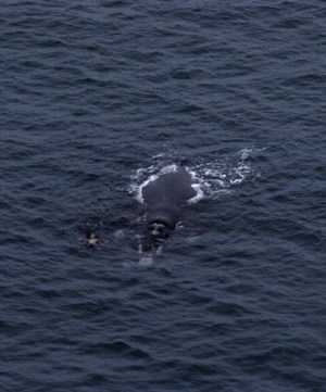 Same whale...at Avalon