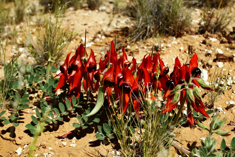 Sturt Desert pea flower !