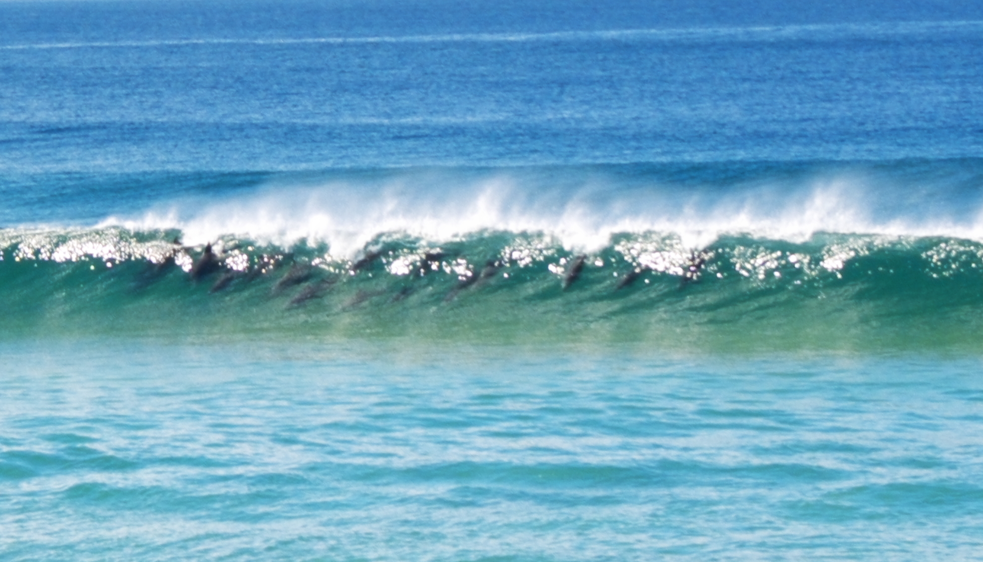 Dolphins at Palm Beach