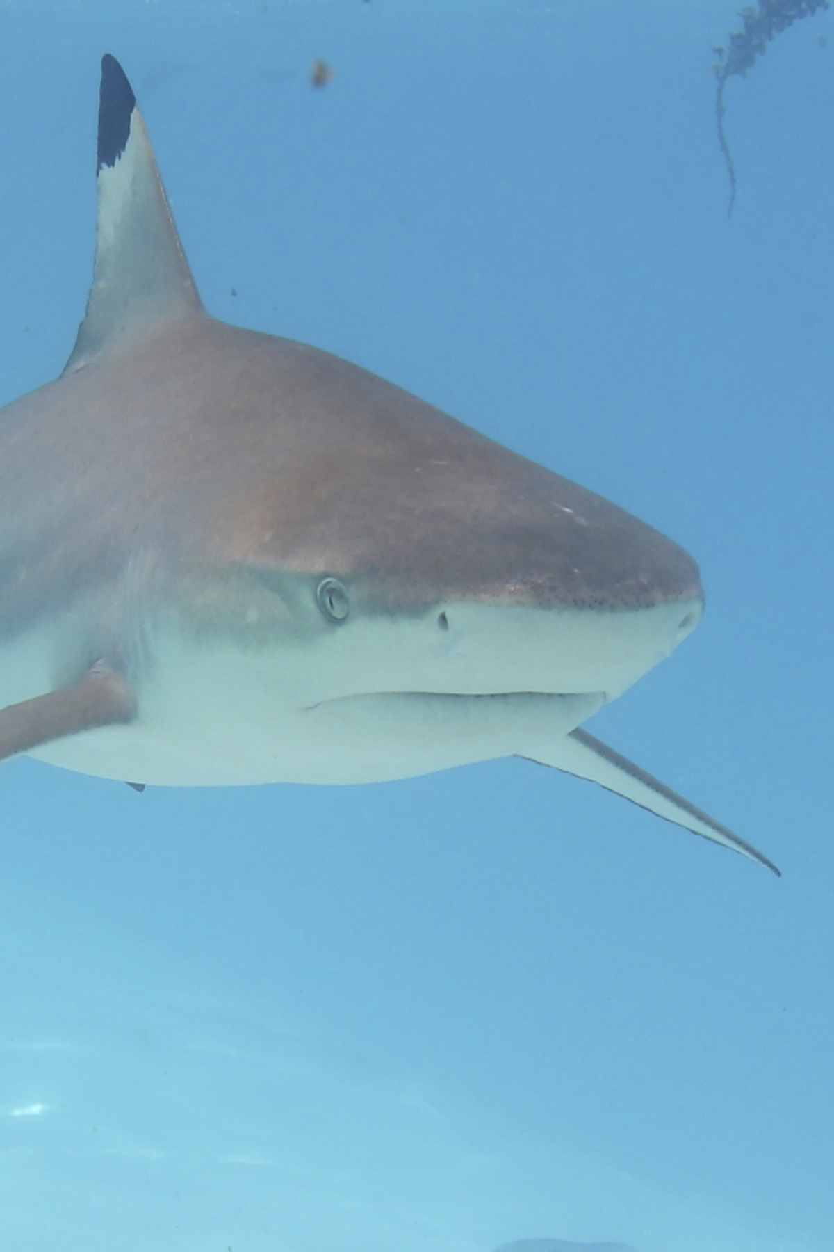 Swimming with sharks in Tahiti