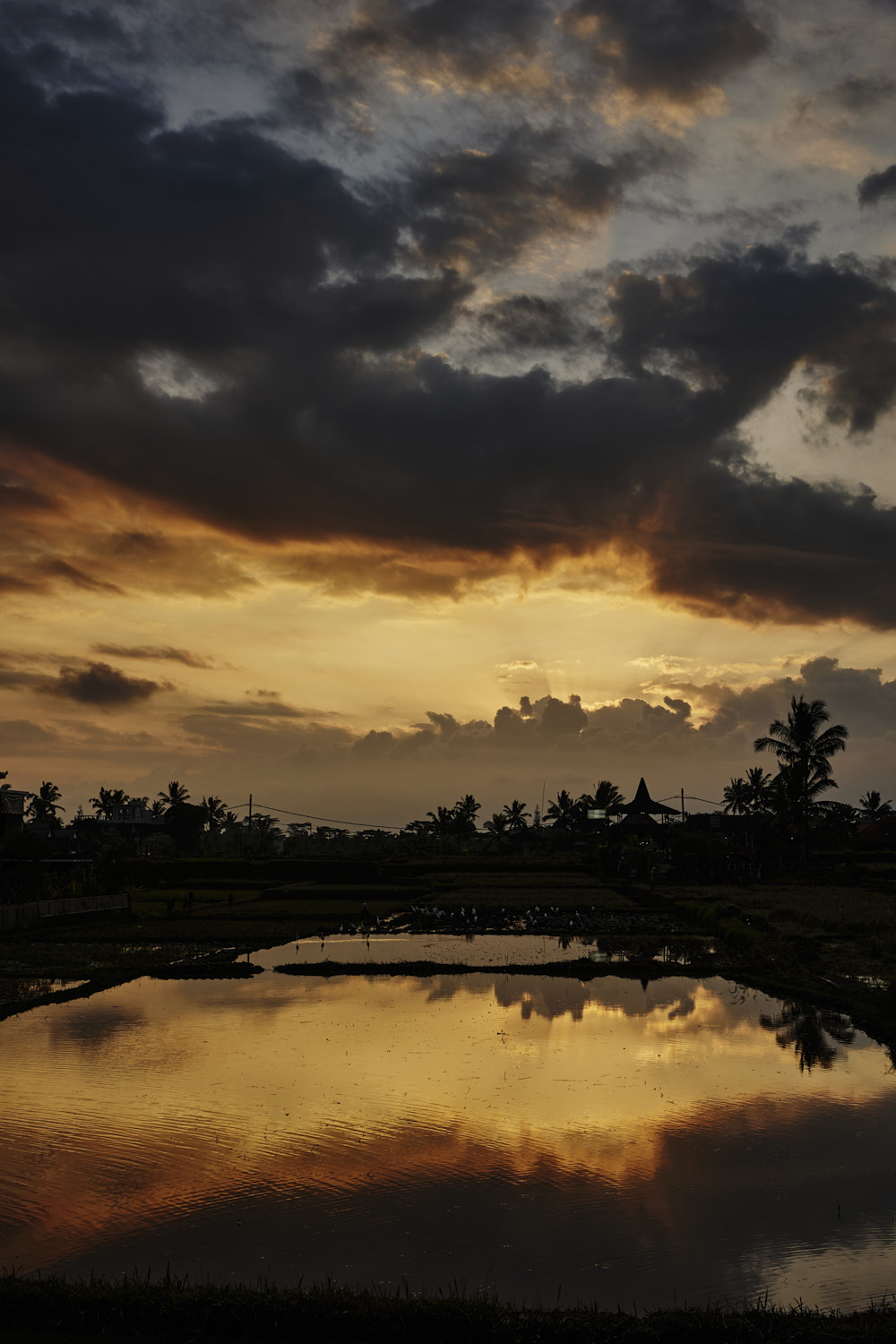 Ubud and its Rice Paddies