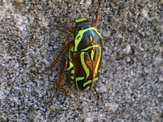 Funky beetle