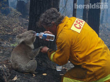 Meanwhile in Fire ravaged Australia