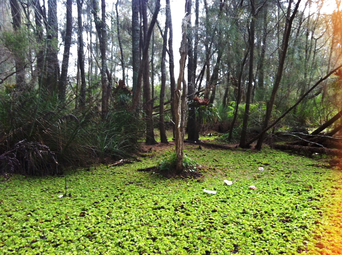 Warriewood Swamp
