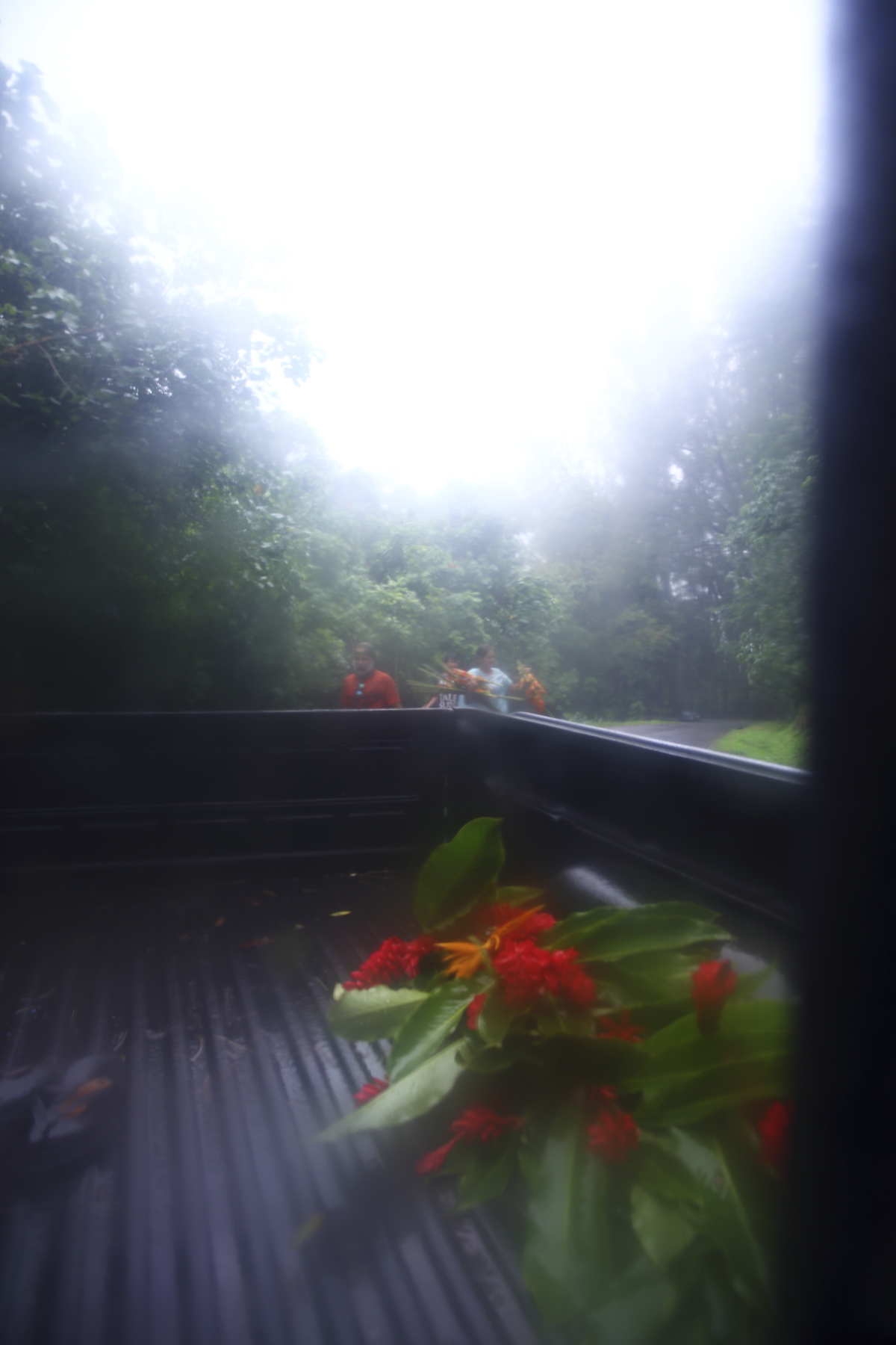 Trip into the rain forest to collect flowers
