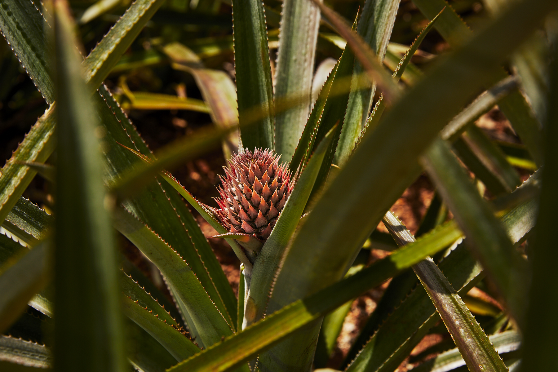 Mo'orea Pineapple fields
