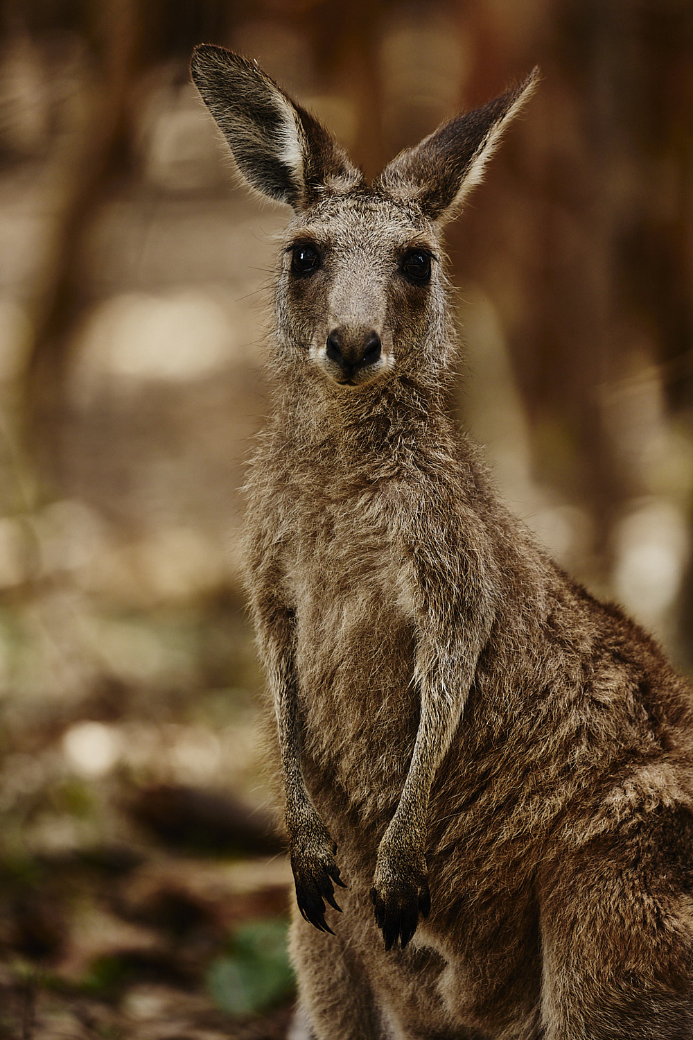 Wild Kangaroos and Koalas a plenty